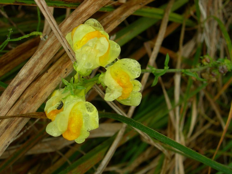 Linaria vulgaris / Linajola comune